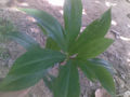 BG-cos02231.jpg