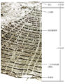 Thumbnail for version as of 17:26, 15 December 2010