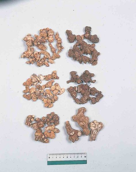 File:Alps:Atractylodis Rhizoma.jpg