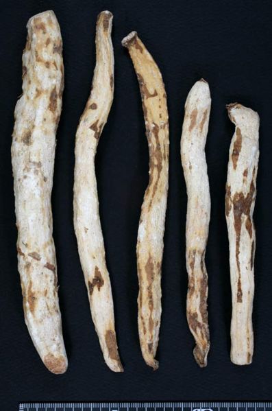 File:Tochimoto-Dioscorea-サンヤク-河南-毛山薬-(美康)-04.jpg