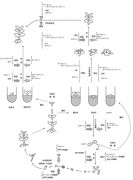 File:Plantbiotech-Higuchi-02-001.png