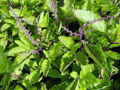 BG-oci06081.jpg