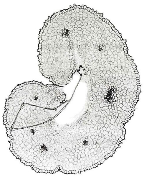 File:Tochimoto-Saffron-サフラン・日本-横切拡大10J.jpg