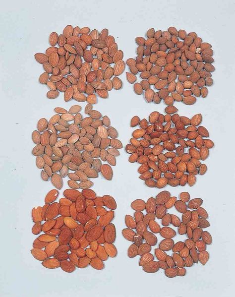 File:Alps:Persicae Semen.jpg