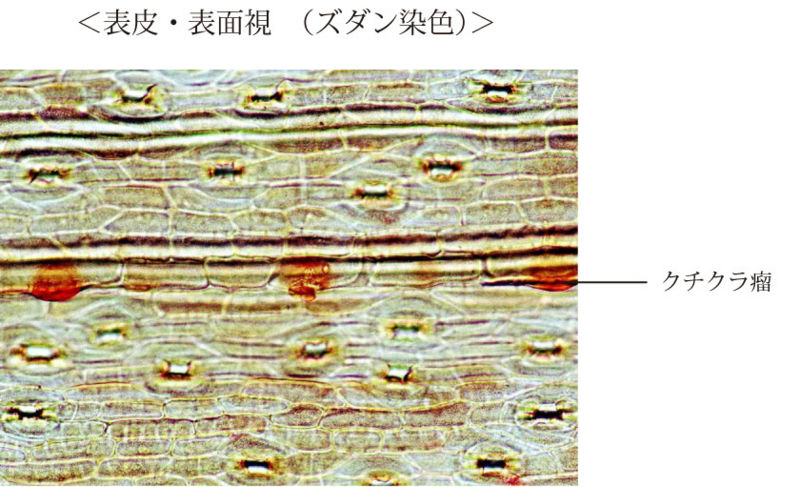 File:Tochimoto-Ephedra-cmt454 3.jpg
