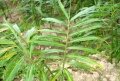 Thumbnail for version as of 22:06, 10 November 2010