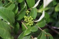 Thumbnail for version as of 12:14, 1 December 2010