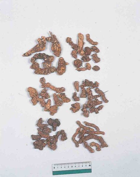 File:Alps:Atractylodis lanceae Rhizoma.jpg