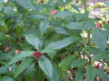 BG-rau12141.jpg