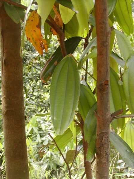 File:Tochimoto-Cinnamon-P1010012.jpg