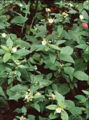 BG-sid05172.jpg