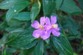 BG-mel04161.jpg
