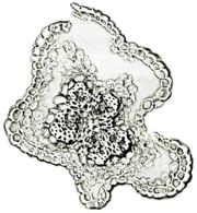 Tochimoto-Artemisia-茵陳蒿・野生・花柄1J.jpg