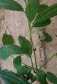 BG-cin04201.jpg