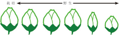 Tochimoto-Artemisia-cmt115.jpg