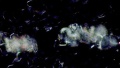 Thumbnail for version as of 12:14, 1 December 2010