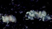 Tochimoto-Dioscorea-江西山薬・石細胞・偏光Ｊ.jpg