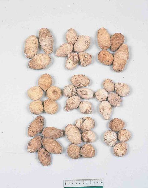 File:Alismatis Rhizoma.jpg