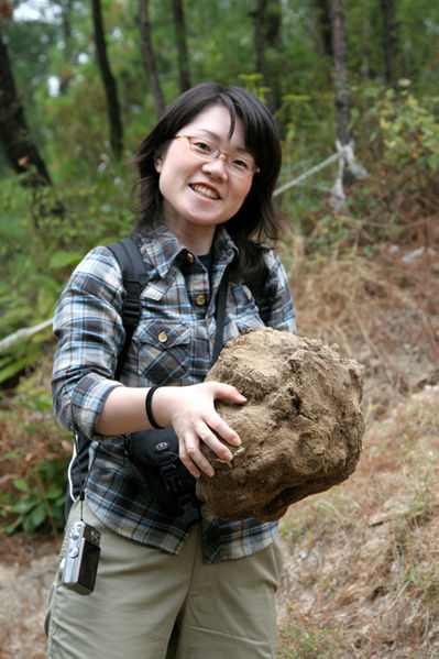 File:Tochimoto-Poria-IMG 4272茯苓栽培地: