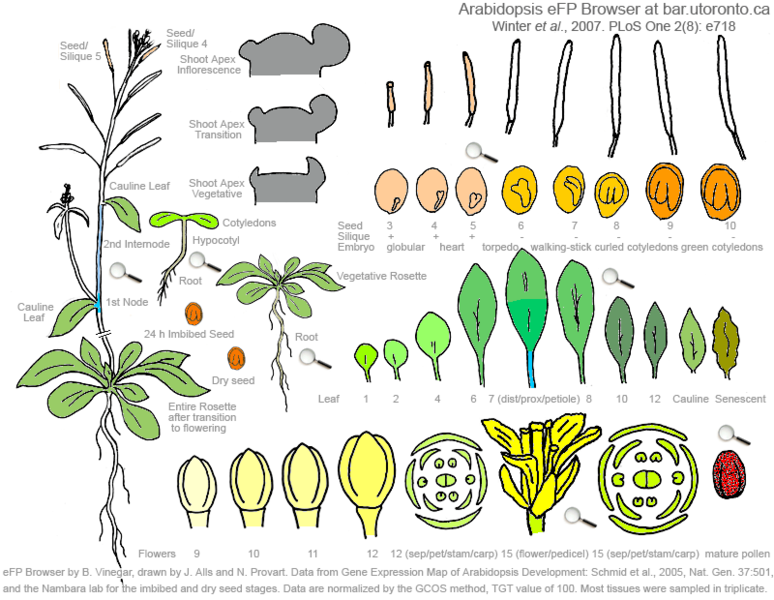 File:Developmental Map image.png