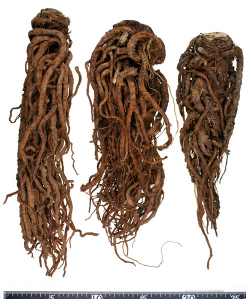 File:Tochimoto-Angelica-トウキ-冨貴-大深-03.jpg