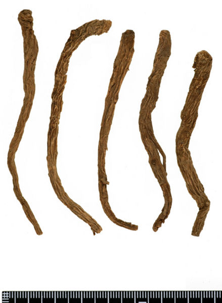 File:Tochimoto-Angelica-トウキ-唐当帰尾-標本用-(柏原)-03.jpg