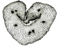 Thumbnail for version as of 12:14, 1 December 2010