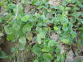 BG-pip18321.jpg