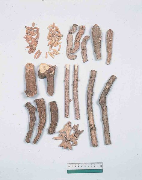File:Alps:Rhizoma4.jpg