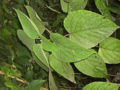 BG-cle13071.jpg
