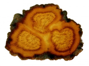 Tochimoto-Ginseng-紅参・三茎根 PICT-Ｊ.jpg