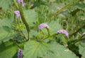 BG-cis17031.jpg