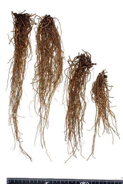 File:Tochimoto-Asiasarum-サイシン-遼寧-野生-03.jpg
