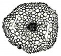 Thumbnail for version as of 12:14, 1 December 2010