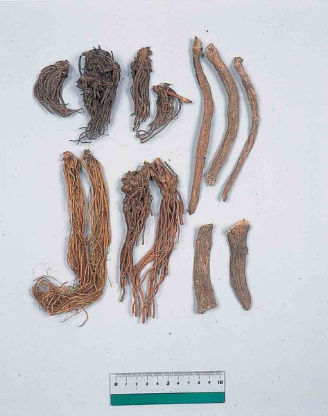 File:Alps:Rhizoma5.jpg