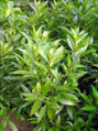 BG-jus01052.jpg