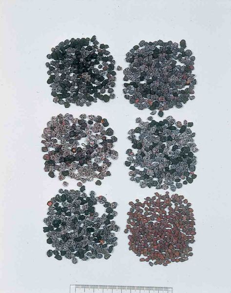 File:Alps:Schisandrae Fructus.jpg