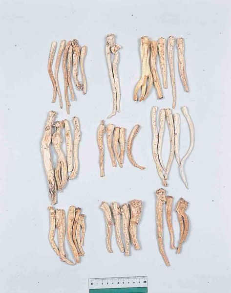 File:Alps:Platycodi Radix.jpg