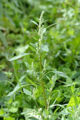 BG-cas17091.jpg