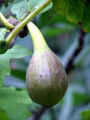 BG-fic05251.jpg