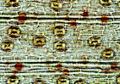 Thumbnail for version as of 19:18, 2 December 2010