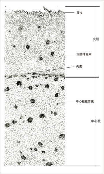 File:Tochimoto-Ginger-cmt300.jpg