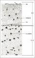Thumbnail for version as of 14:36, 29 November 2010
