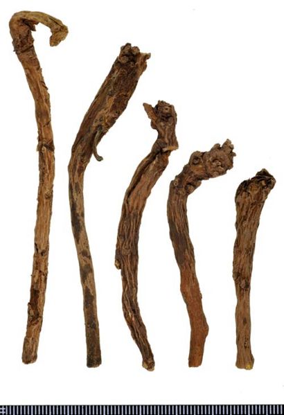 File:Tochimoto-Scutellaria-オウゴン-河北-尖ゴン-(美康)-03.jpg