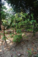 BG-oci04191.jpg