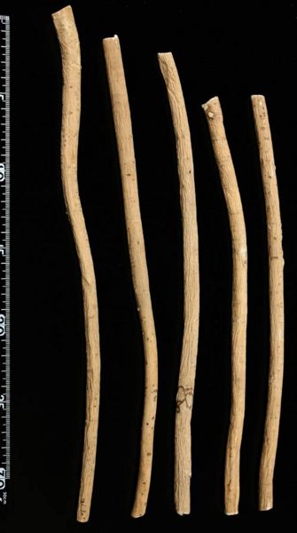 File:Tochimoto-Astragalus-オウギ-陝西子州-3等-06.jpg