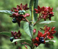 BG-cle01331.jpg