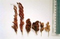 Thumbnail for version as of 12:14, 1 December 2010