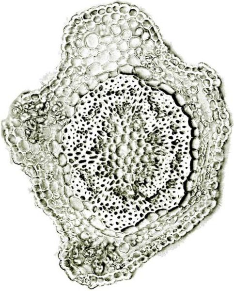 File:Tochimoto-Artemisia-茵陳蒿・香川・花柄1J.jpg