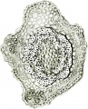 Thumbnail for version as of 12:14, 1 December 2010